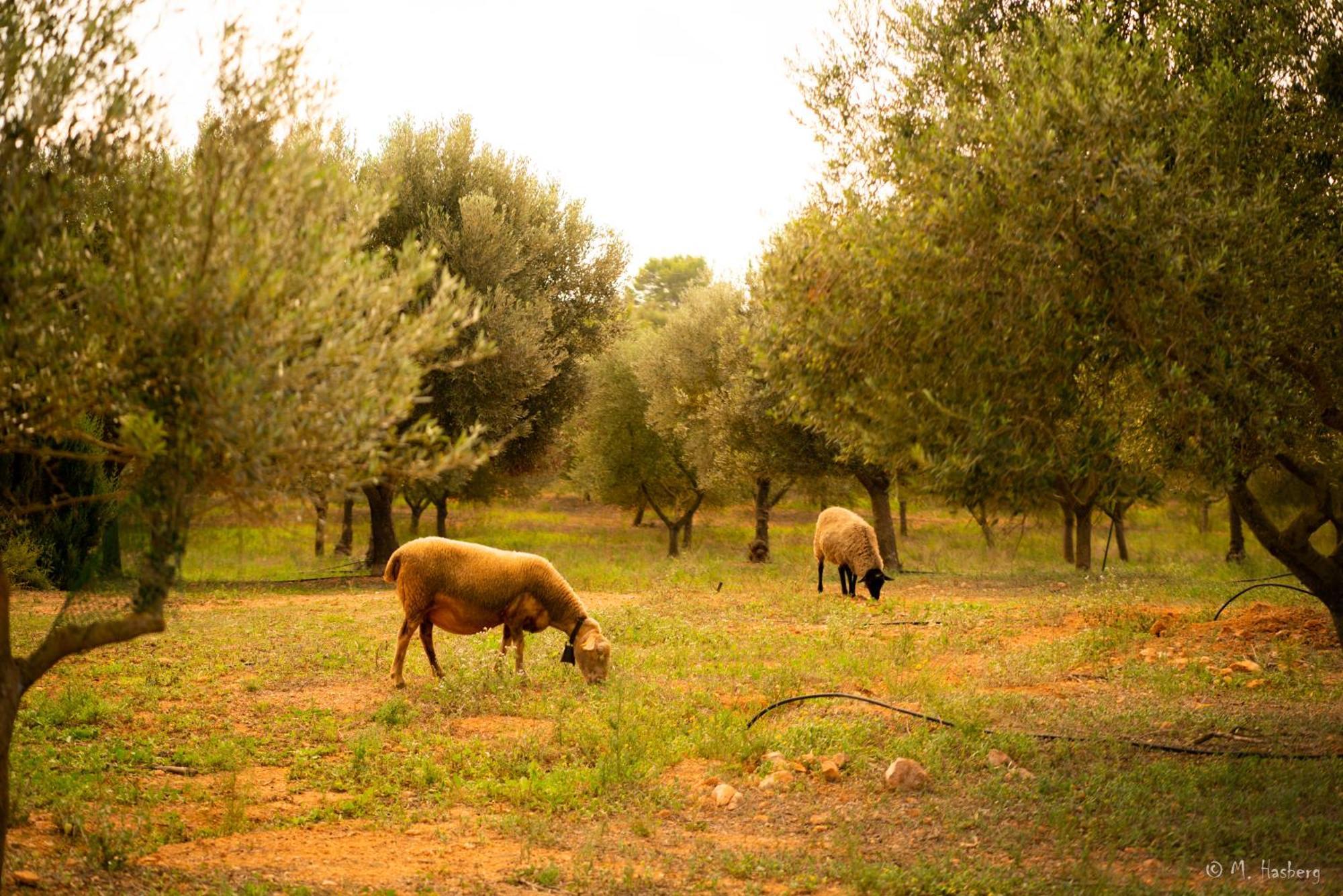 Agroturisme Son Barcelo Mas Villa Campos  Eksteriør billede